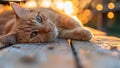 A Cute Kitty Neighborhood Cat Chilling Outdoor at the Back or Front Yard Royalty Free Stock Photo