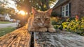A Cute Kitty Neighborhood Cat Chilling Outdoor at the Back or Front Yard Royalty Free Stock Photo