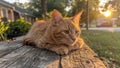 A Cute Kitty Neighborhood Cat Chilling Outdoor at the Back or Front Yard Royalty Free Stock Photo