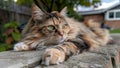 A Cute Kitty Neighborhood Cat Chilling Outdoor at the Back or Front Yard Royalty Free Stock Photo