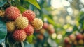 Fresh, Juicy, Refreshing, Delicious, Sweet Lychees Fruits Growing on a Tree Royalty Free Stock Photo