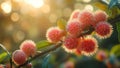 Fresh, Delicious and Sweet Rambutan Fruit Growing on a Tree Royalty Free Stock Photo