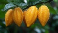 Fresh, Sweet and Sour Star Fruits Carambolas Growing on a Tree Royalty Free Stock Photo