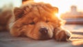 Cute, Friendly and Happy Chow Chow Puppy Dog Lying Down (Very Cute!) Royalty Free Stock Photo
