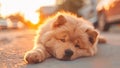 Cute, Friendly and Happy Chow Chow Puppy Dog Lying Down (Very Cute!) Royalty Free Stock Photo