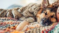 Cute, Friendly and Happy German Shepherd Puppy Dog Lying Down (Very Cute!) Royalty Free Stock Photo