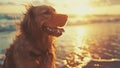 Cute, Friendly and Happy Golden Retriever Puppy Dog Playing on a Beach (Very Cute!) Royalty Free Stock Photo