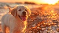 Cute, Friendly and Happy Golden Retriever Puppy Dog Playing on a Beach (Very Cute!) Royalty Free Stock Photo