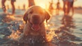 Cute, Friendly and Happy Golden Retriever Puppy Dog Playing on a Beach (Very Cute!) Royalty Free Stock Photo
