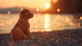 Cute, Friendly and Happy Golden Retriever Puppy Dog Playing on a Beach (Very Cute!) Royalty Free Stock Photo