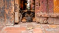 Cute Homeless Stray Puppy or Dog Abandoned in the Streets (Mutt, Mongrel, Mixed Breed) Royalty Free Stock Photo