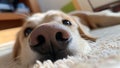 Funny, Comic, Hilarious Dog Snout Close Up, Sweet Affectionate Dog Snooping Around the Owner at Home Royalty Free Stock Photo