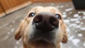 Funny, Comic, Hilarious Dog Snout Close Up, Sweet Affectionate Dog Snooping Around the Owner at Home Royalty Free Stock Photo