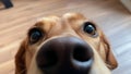 Funny, Comic, Hilarious Dog Snout Close Up, Sweet Affectionate Dog Snooping Around the Owner at Home Royalty Free Stock Photo