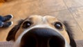 Funny, Comic, Hilarious Dog Snout Close Up, Sweet Affectionate Dog Snooping Around the Owner at Home Royalty Free Stock Photo
