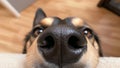 Funny, Comic, Hilarious Dog Snout Close Up, Sweet Affectionate Dog Snooping Around the Owner at Home Royalty Free Stock Photo