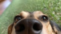 Funny, Comic, Hilarious Dog Snout Close Up, Sweet Affectionate Dog Snooping Around the Owner at Home Royalty Free Stock Photo