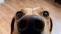 Funny, Comic, Hilarious Dog Snout Close Up, Sweet Affectionate Dog Snooping Around the Owner at Home Royalty Free Stock Photo