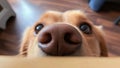 Funny, Comic, Hilarious Dog Snout Close Up, Sweet Affectionate Dog Snooping Around the Owner at Home Royalty Free Stock Photo