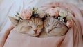 Two Twin Cats Napping Wrapped in a Soft Pink Blanket Wearing Light Pink Flower Crowns Royalty Free Stock Photo