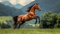 A Majestic Wild Horse Rearing Up in a Green Landscape (Freedom Symbol Metaphor) Royalty Free Stock Photo