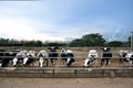 Stunning cow yard landscape in Chokchai Farm, Khao Yai, Thailand. Royalty Free Stock Photo