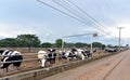 Stunning cow yard landscape in Chokchai Farm, Khao Yai, Thailand. Royalty Free Stock Photo