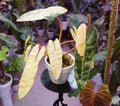 Beautiful cream and green colored leaves of Philodendron Billietiae Variegated