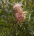 Stunning Cream and pink Grevillea flowers.