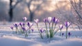 Stunning Crocus Blooms Emerging from Snow in Soft Morning Light. Royalty Free Stock Photo
