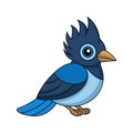 Stunning Curl-crested Jay Bird Illustration Royalty Free Stock Photo