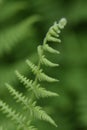 Stunning Curled Green Fern Fiddlehead in Nature Royalty Free Stock Photo