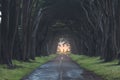 Stunning Cypress Tree Tunnel at Point Reyes National Seashore, California, United States. Fairytale trees in the beautiful day Royalty Free Stock Photo