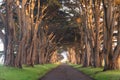 Stunning Cypress Tree Tunnel at Point Reyes National Seashore, California, United States. Fairytale trees in the beautiful day Royalty Free Stock Photo