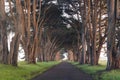 Stunning Cypress Tree Tunnel at Point Reyes National Seashore, California, United States. Fairytale trees in the beautiful day Royalty Free Stock Photo