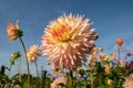Dahlia flowers by the name Hapet Champagne, photographed against a clear blue sky in late summer at RHS Wisley garden, Surrey UK Royalty Free Stock Photo