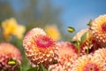 Dahlia flowers by the name Barbary Jester, photographed with a macro lens at RHS Wisey garden, Surrey, UK