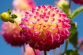 Dahlia flowers by the name Hapet Daydream, photographed with a macro len at RHS Wisey garden, Surrey, UK Royalty Free Stock Photo