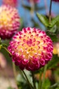 Dahlia flowers by the name Hapet Daydream, photographed with a macro lens at RHS Wisey garden, Surrey, UK Royalty Free Stock Photo