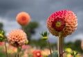 Stunning dahlias, photographed in a garden near St Albans, Hertfordshire, UK in late summer on a cloudy day. Royalty Free Stock Photo