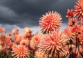 Stunning dahlias, photographed in a garden near St Albans, Hertfordshire, UK in late summer on a cloudy day. Royalty Free Stock Photo