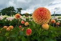 Stunning dahlias, photographed in a garden near St Albans, Hertfordshire, UK in late summer on a cloudy day. Royalty Free Stock Photo
