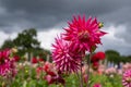 Stunning dahlias, photographed in a garden near St Albans, Hertfordshire, UK in late summer on a cloudy day. Royalty Free Stock Photo