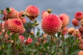 Stunning dahlias, photographed in a garden near St Albans, Hertfordshire, UK in late summer on a cloudy day. Royalty Free Stock Photo