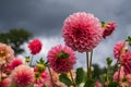 Stunning dahlias, photographed in a garden near St Albans, Hertfordshire, UK in late summer on a cloudy day. Royalty Free Stock Photo