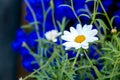 Daisy flower daisies flowers white on blue background Royalty Free Stock Photo