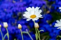 Daisy flower daisies flowers white on blue background Royalty Free Stock Photo