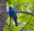 Stunning Dark Blue Indigo Bunting Bird Perched on Tree Branch Royalty Free Stock Photo
