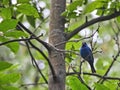 Stunning Dark Blue Indigo Bunting Bird Perched on Tree Branch with Green Forest Royalty Free Stock Photo