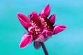 Stunning dark pink dahlia bud starting to open. Floral background with copy space. Dahlia flower.